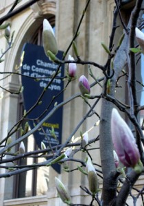 Magnolias devant la Chambre de Commerce, Lyon