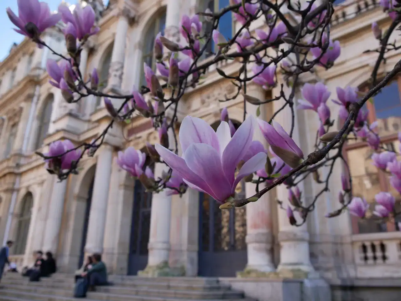 Balade des magnolias