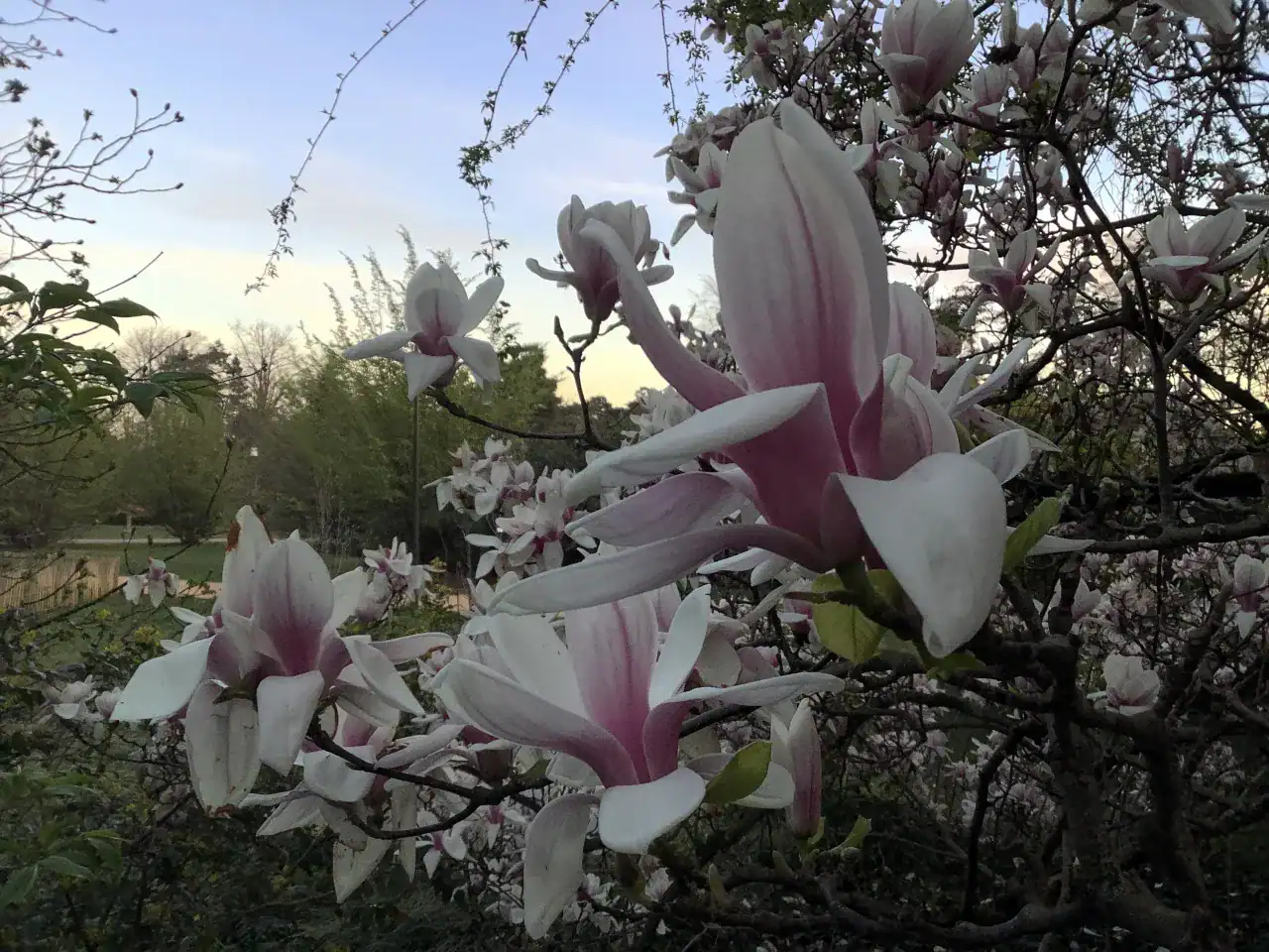 Balade des magnolias