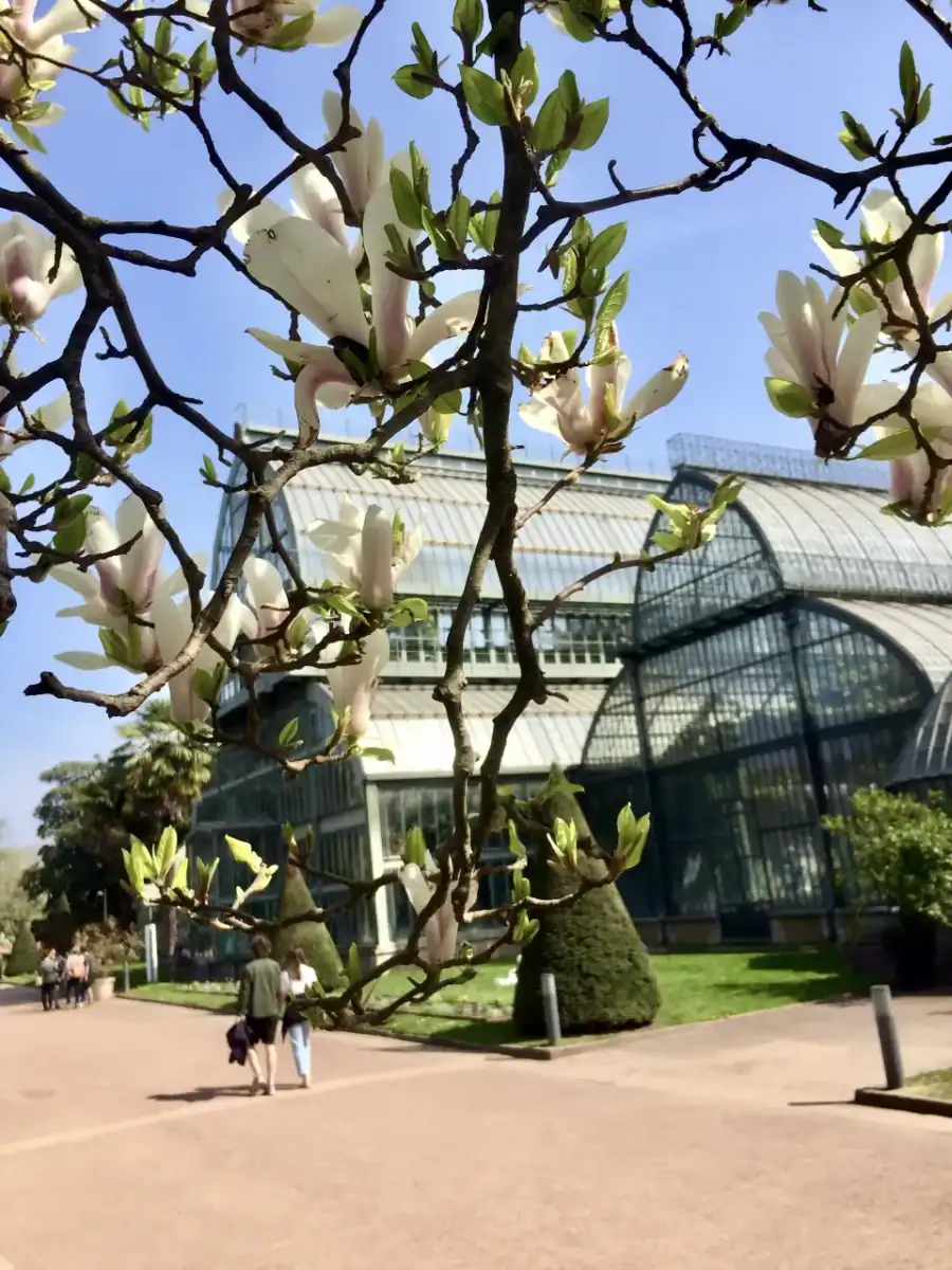 Magnolias (ou tulipiers) au Parc de la Tête d'Or