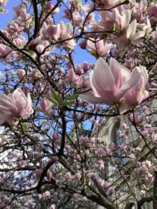 Magnolias devant l'Hôtel de Commerce, Lyon