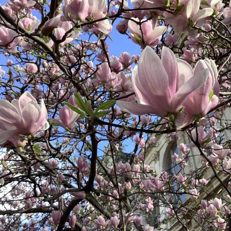 Magnolias devant l'Hôtel de Commerce, Lyon