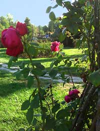 roseraie-parc-tete-d-or Roseraie Parc de la Tête d'Or