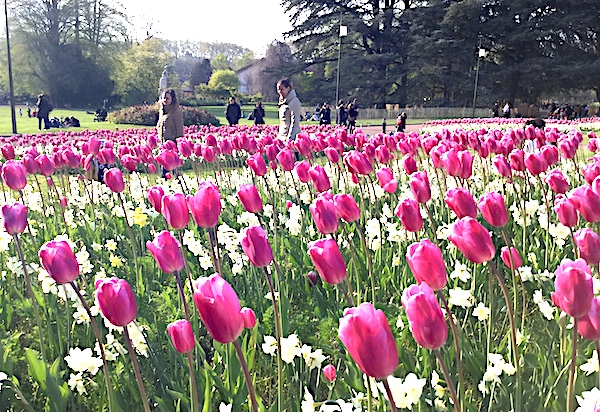 Tulipes au printemps, Parc de la Tête d'Or, Lyon