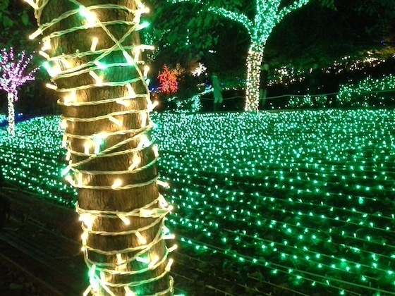 Jardin de la Grande Côte, Frédéric Godeau, Un printemps en hiver