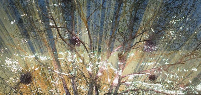 Fete des lumieres Lyon 2023 - All the trees (simulation), Joanie Lemercier