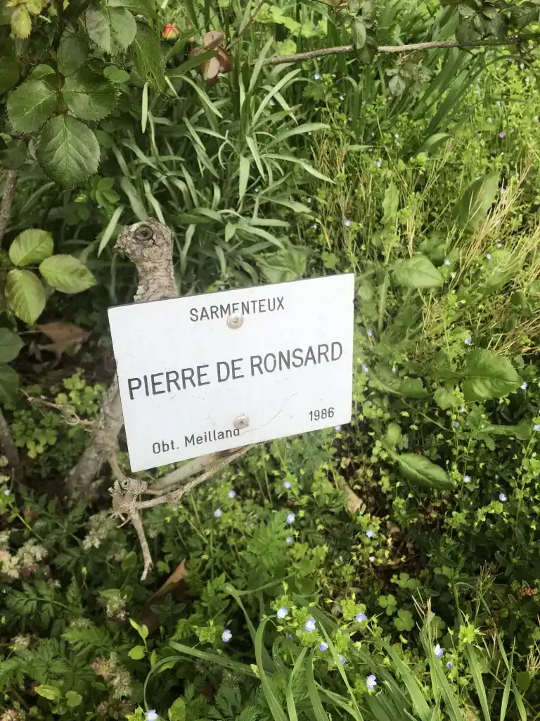 Roseraie du Parc de la Tête d'Or, Lyon