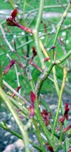 Bourgeons à Jean Macé - DR LVI