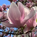 Magnolias en fleurs, visiter Lyon
