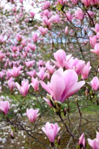 Magnolias au parc de la tête d'or - Lyon-visite.info