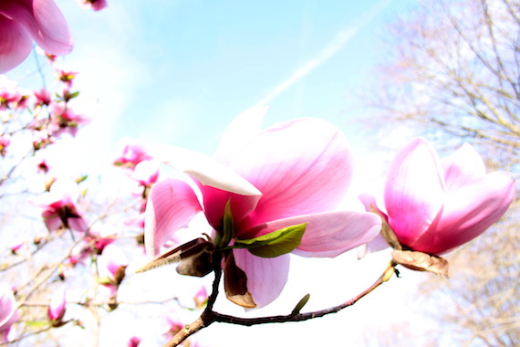 Magnolias au parc de la tête d'or - Lyon-visite.info