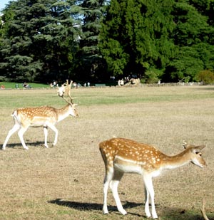 Les biches au parc de la tête d'or