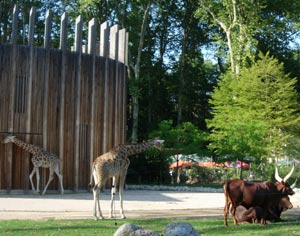 La plaine africaine au parc de la tête d'or