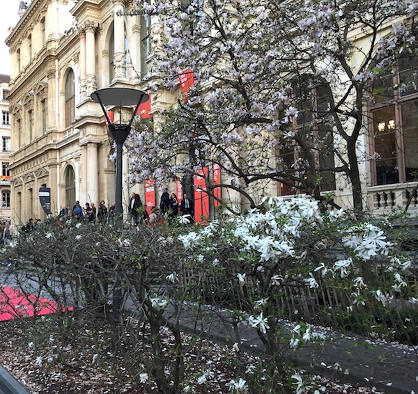 magnolias en fleurs devant hotel de la chambre de commerce Lyon