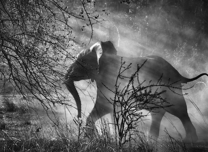 Photo Sebastião Salgado — Parc national de Kafue, Zambie. 2010. 