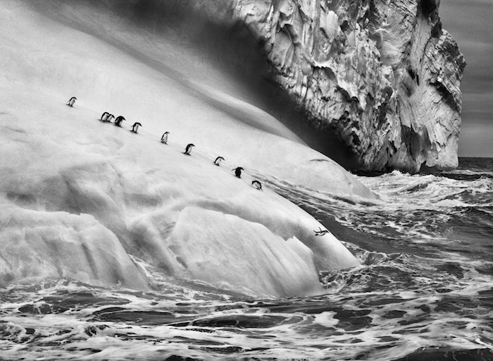 Photo Sebastião Salgado — Manchots à jugulaire sur un iceberg. Îles Sandwich du Sud. 2009. 