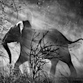 Photo Sebastião Salgado